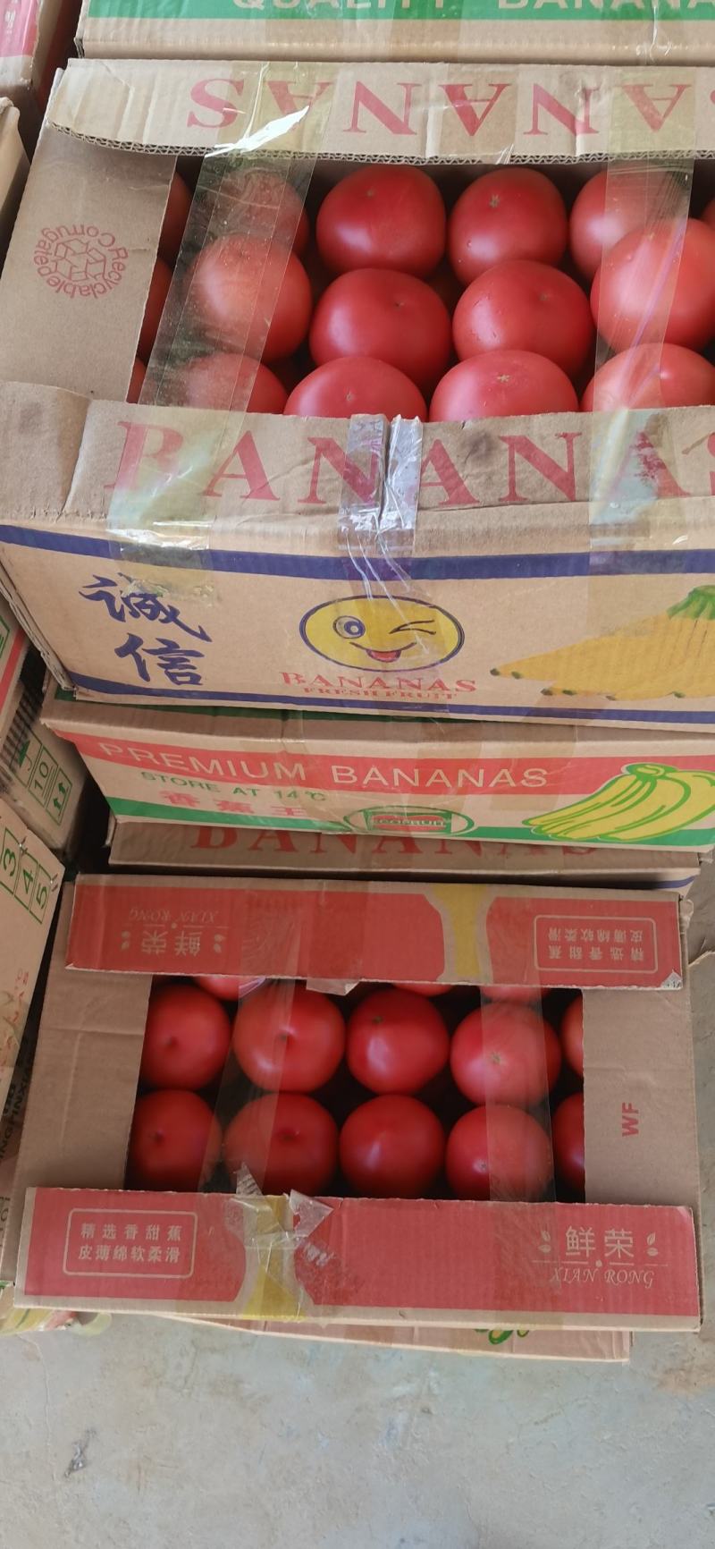 硬粉西红柿，现摘现发，货源充足，梨园硬粉，对接全国市场