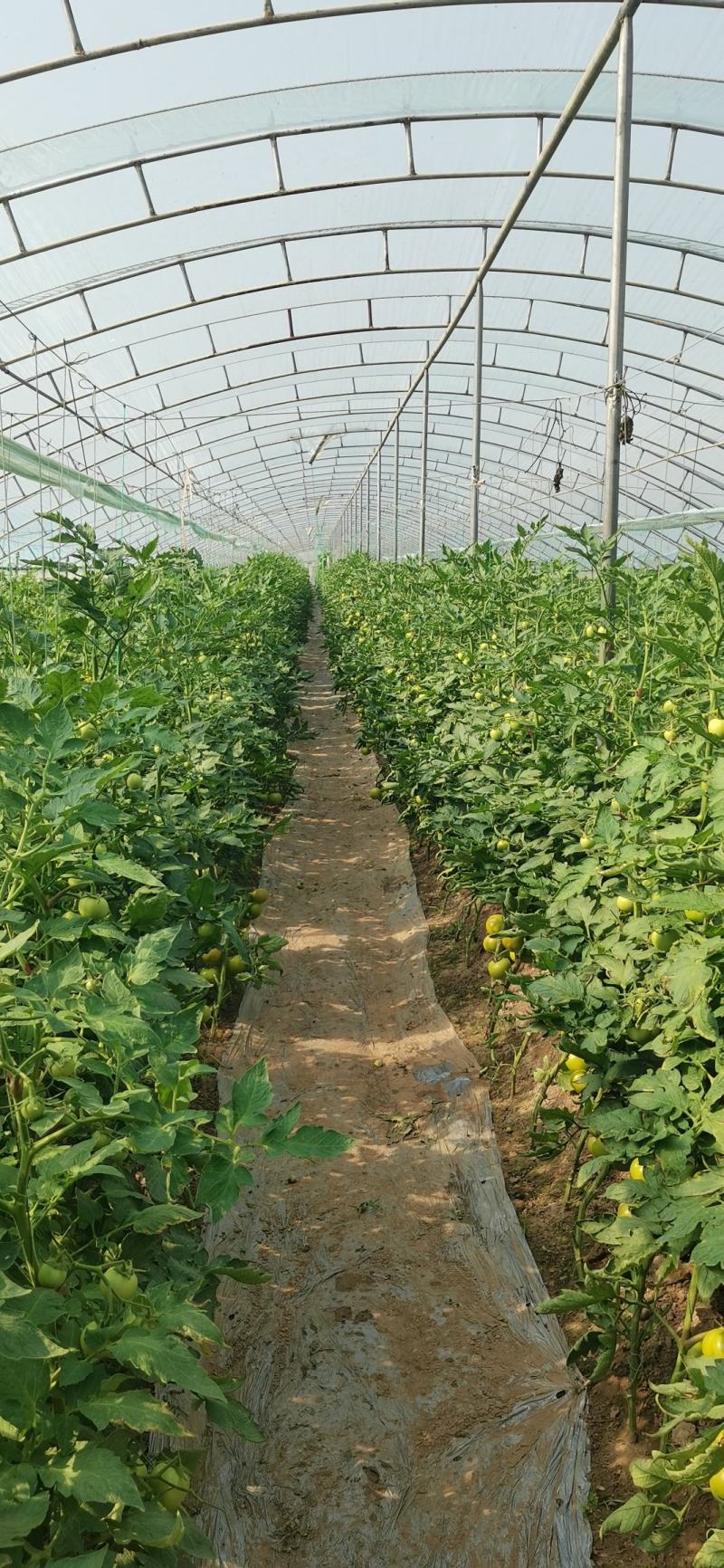硬粉西红柿，现摘现发，货源充足，梨园硬粉，对接全国市场
