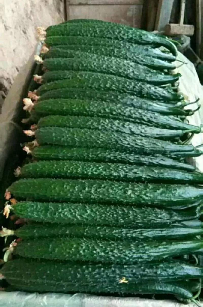黄瓜黄瓜新鲜现摘现发农家自种新鲜带刺黄瓜应季蔬菜生吃