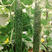 黄瓜黄瓜新鲜现摘现发农家自种新鲜带刺黄瓜应季蔬菜生吃