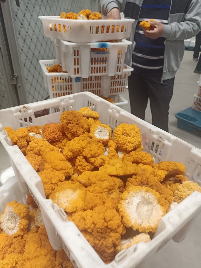 金耳菌源头工厂