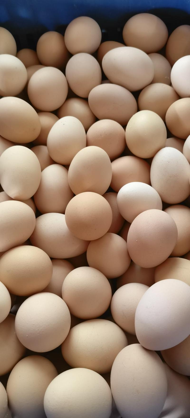精品土鸡蛋山鸡蛋草鸡蛋绿壳蛋批发量大优惠