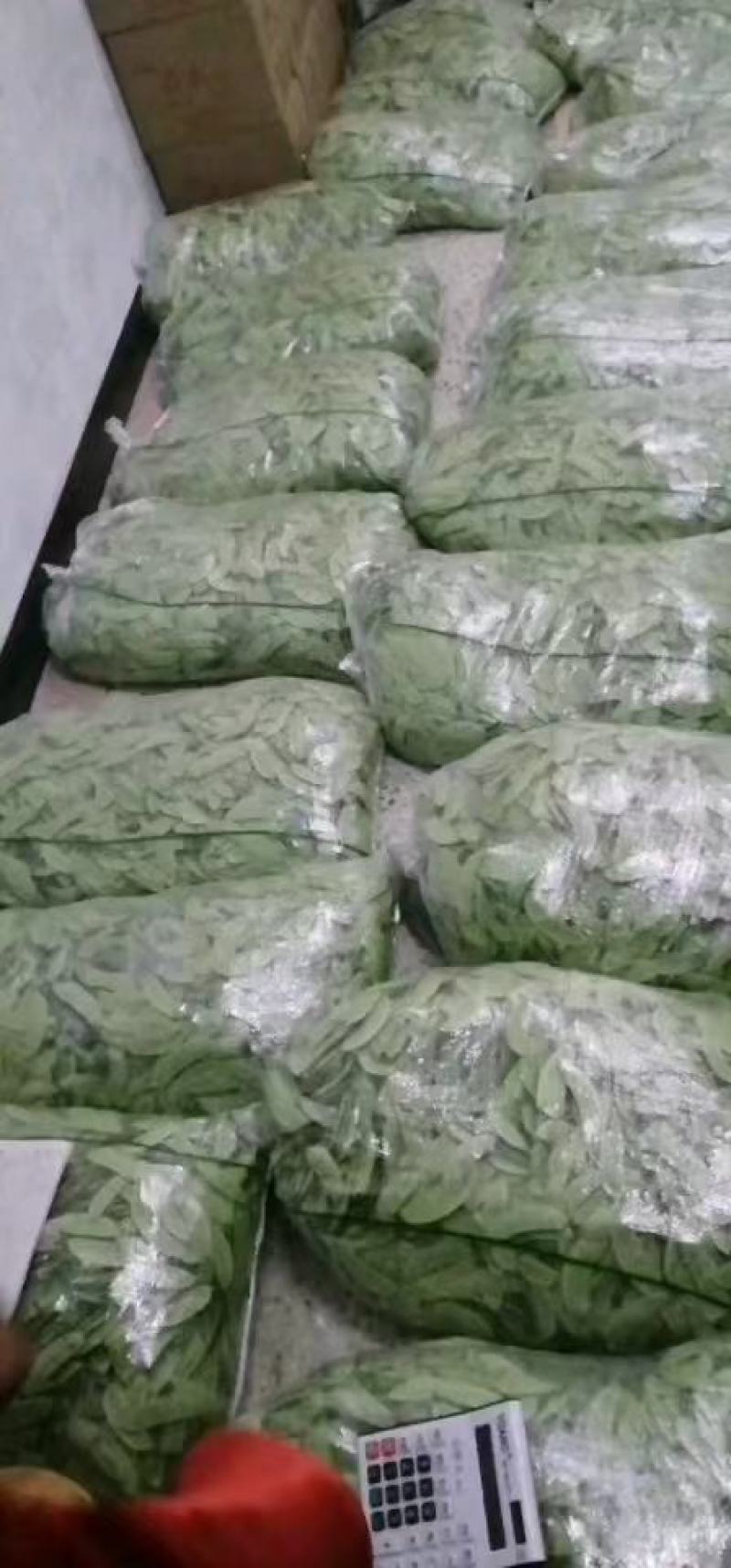 扁豆江苏绿扁豆扁豆新上市产地直发品质保障