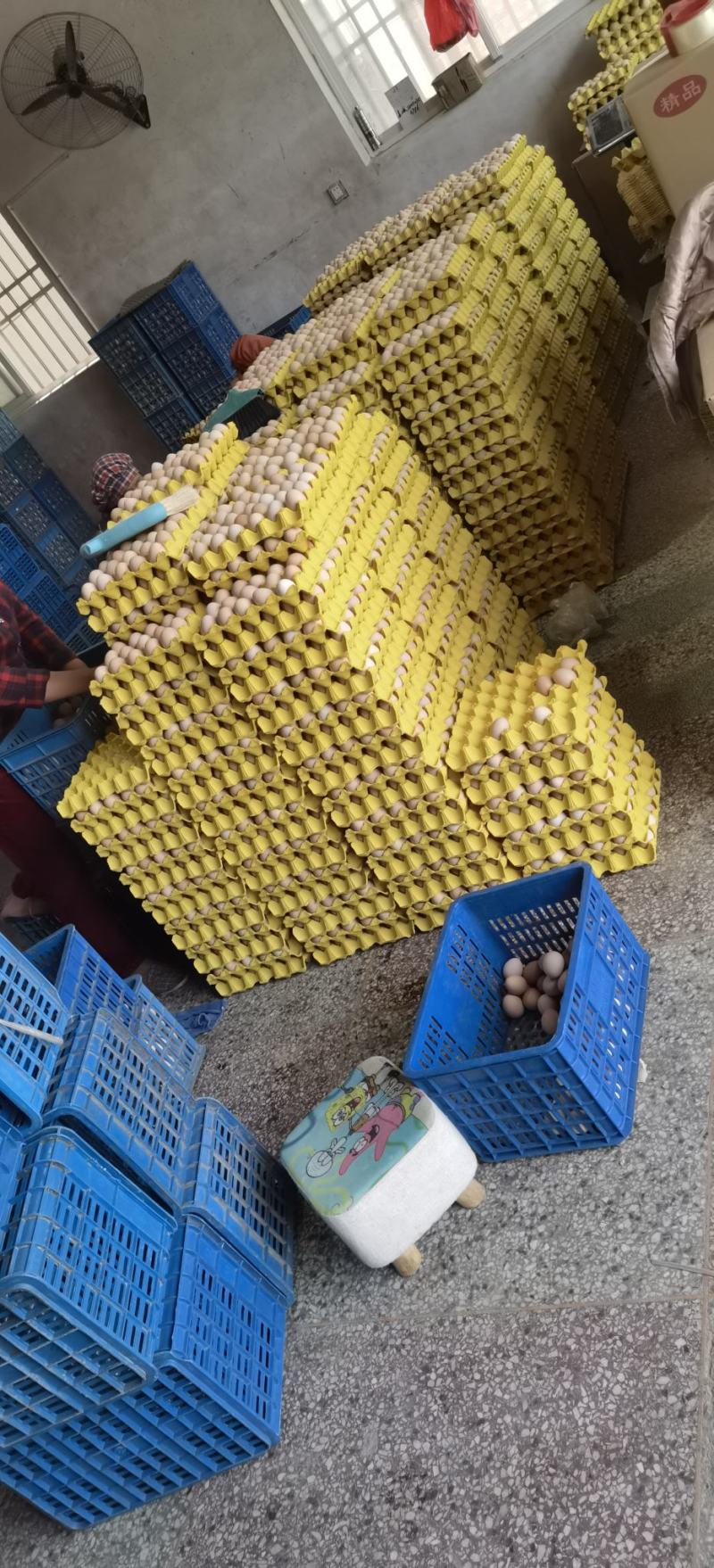 土鸡蛋山鸡蛋柴鸡蛋初生蛋480枚装鸡蛋批发