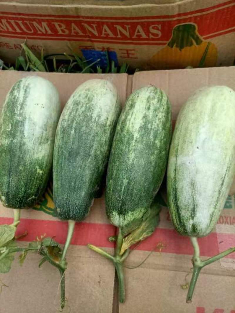 甜瓜大量有货价格便宜