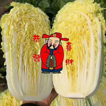 固安精品娃娃菜，大小娃娃菜