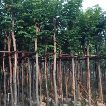 黄花梨米径4-20分大量自家袋苗特价出，树直欢迎来电咨询
