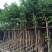 黄花梨米径4-20分大量自家袋苗特价出，树直欢迎来电咨询