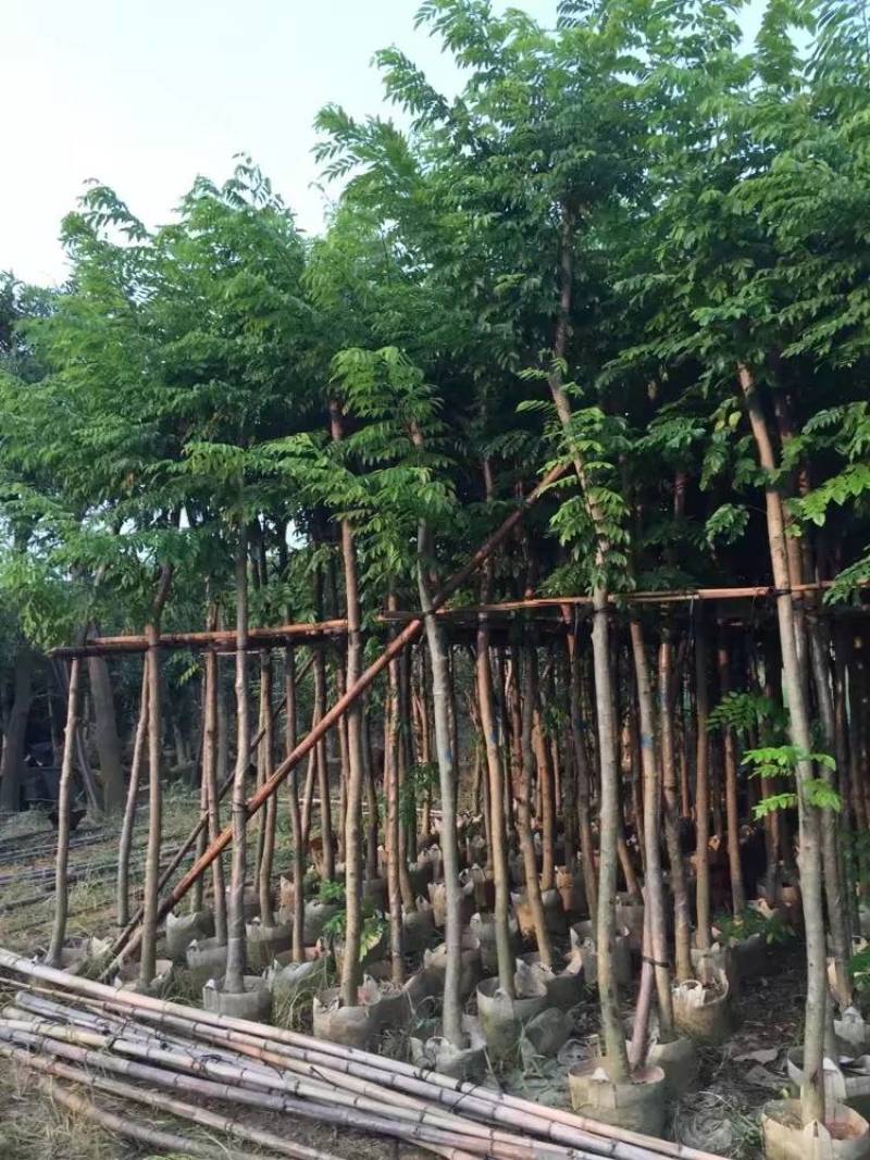 黄花梨米径4-20分大量自家袋苗特价出，树直欢迎来电咨询