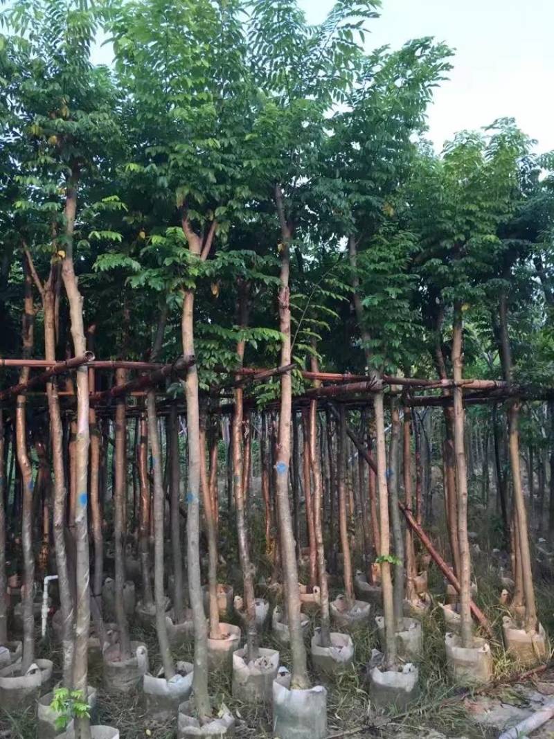 黄花梨米径4-20分大量自家袋苗特价出，树直欢迎来电咨询
