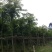 黄花梨米径4-20分大量自家袋苗特价出，树直欢迎来电咨询