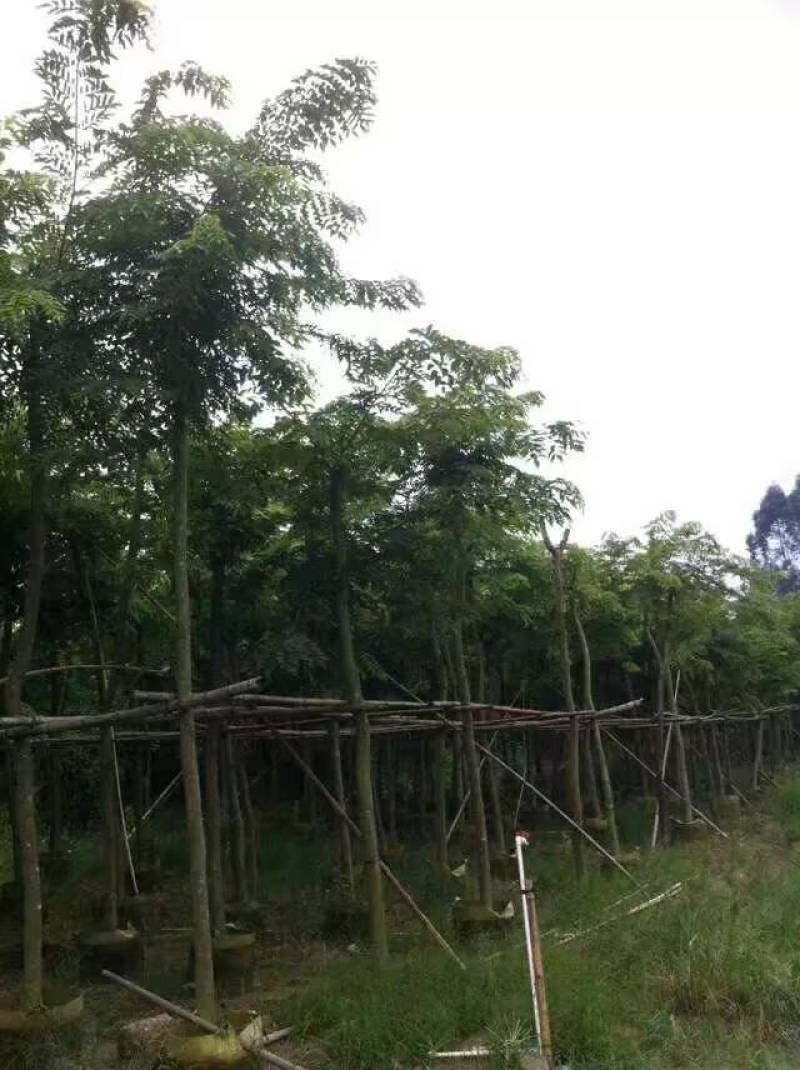 黄花梨米径4-20分大量自家袋苗特价出，树直欢迎来电咨询