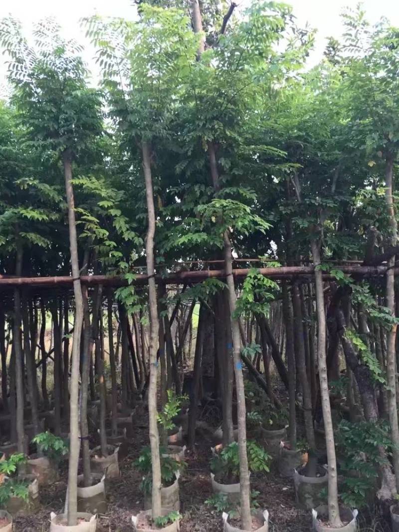 黄花梨米径4-20分大量自家袋苗特价出，树直欢迎来电咨询