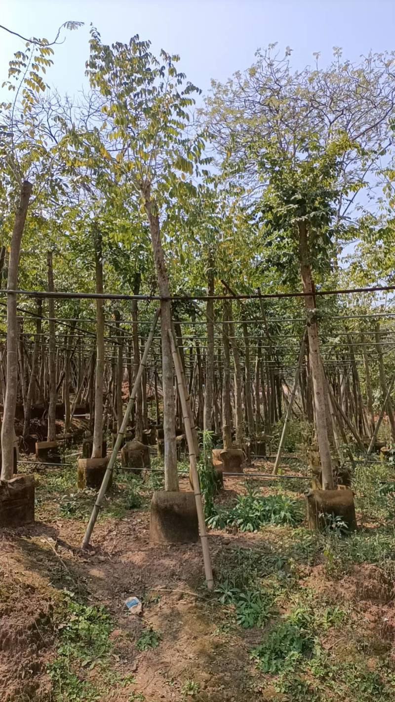 黄花梨米径4-20分大量自家袋苗特价出，树直欢迎来电咨询