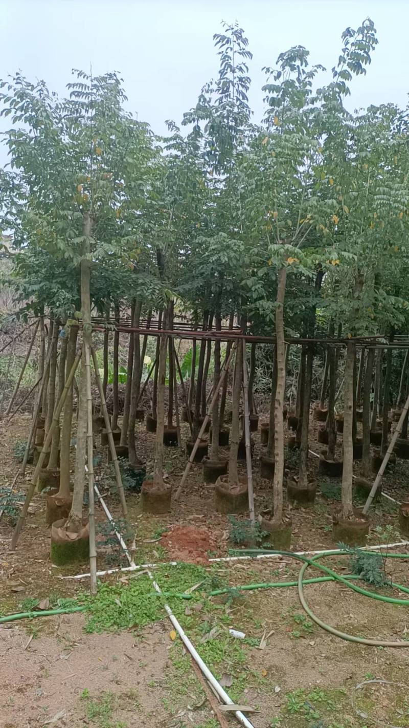 黄花梨米径4-20分大量自家袋苗特价出，树直欢迎来电咨询