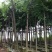 黄花梨米径4-20分大量自家袋苗特价出，树直欢迎来电咨询