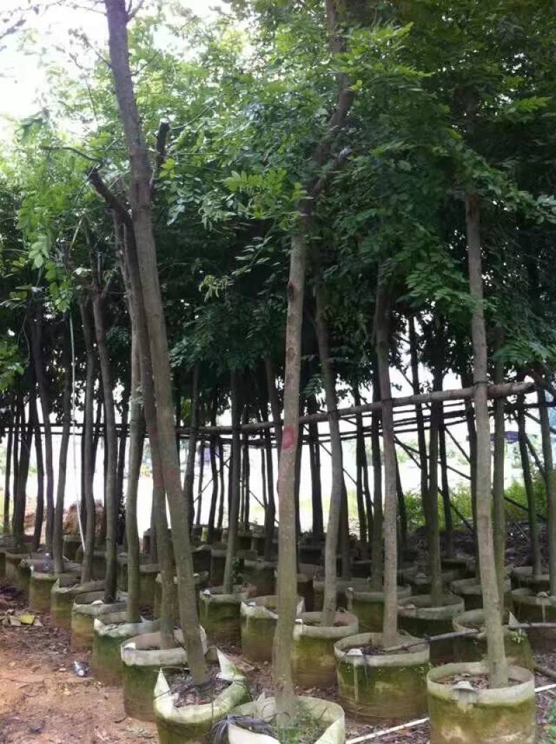 黄花梨米径4-20分大量自家袋苗特价出，树直欢迎来电咨询
