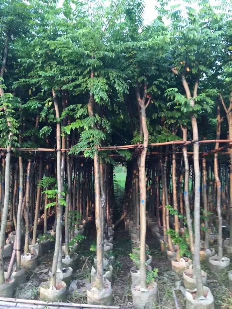 黄花梨米径4-20分大量自家袋苗特价出，树直欢迎来电咨询