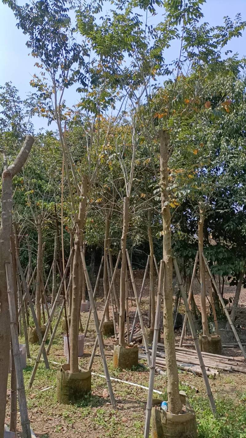 黄花梨米径4-20分大量自家袋苗特价出，树直欢迎来电咨询