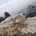 万亩园果蔬：红玉甜瓜基地直供一手货源！地头验货、装车！
