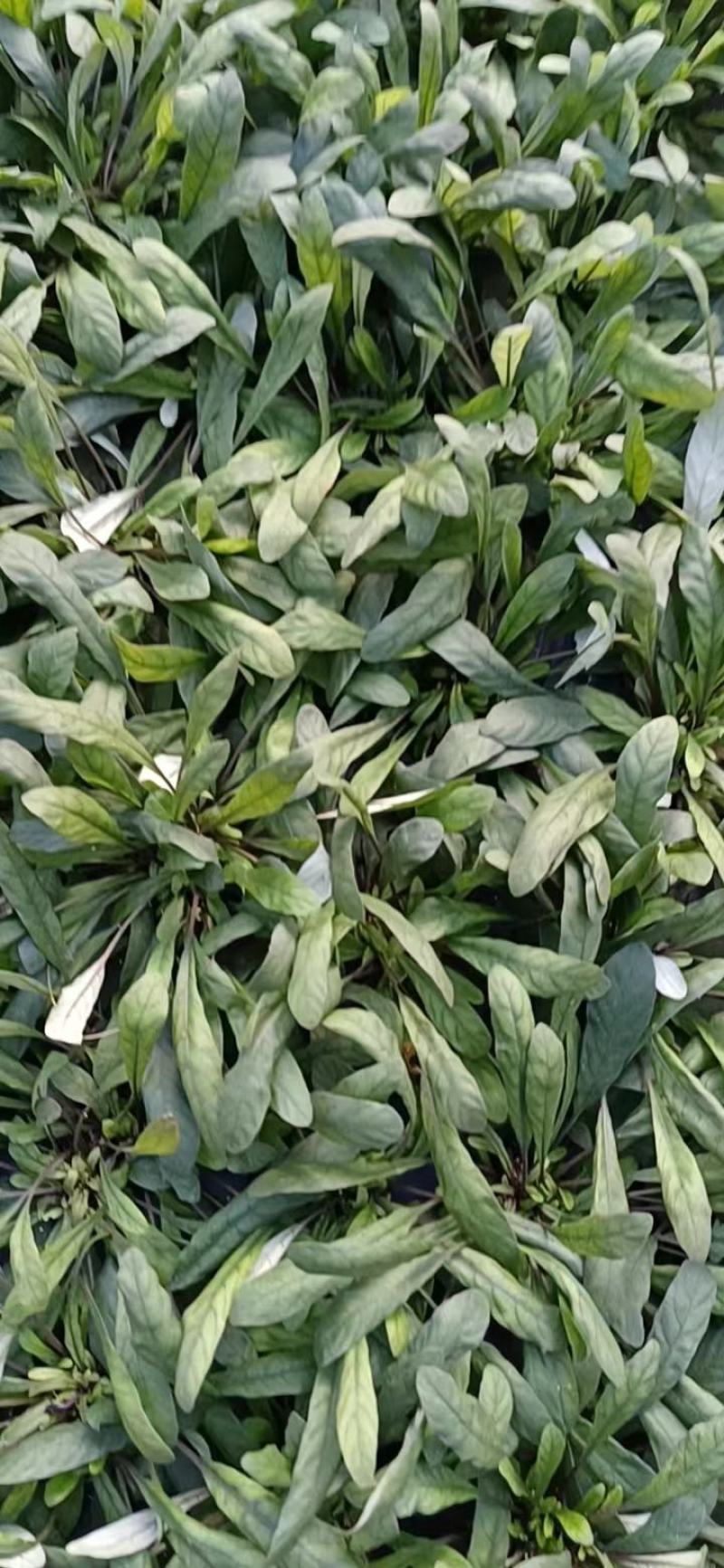白背草