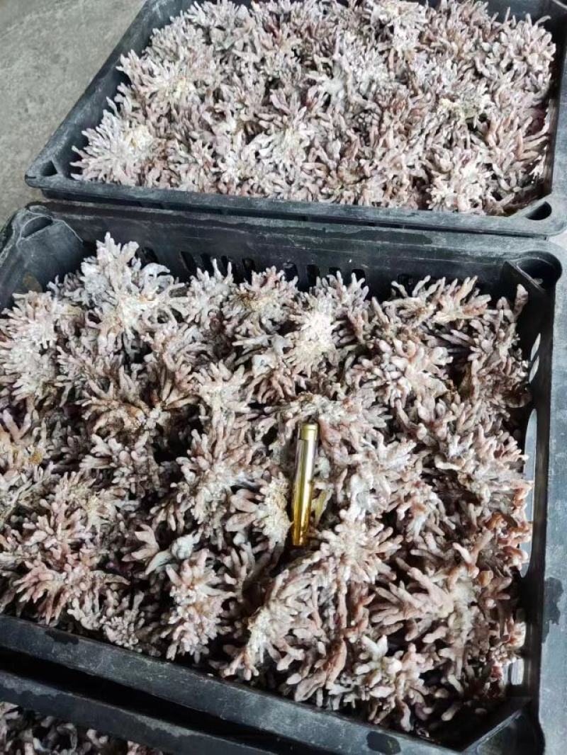 龙爪菇
