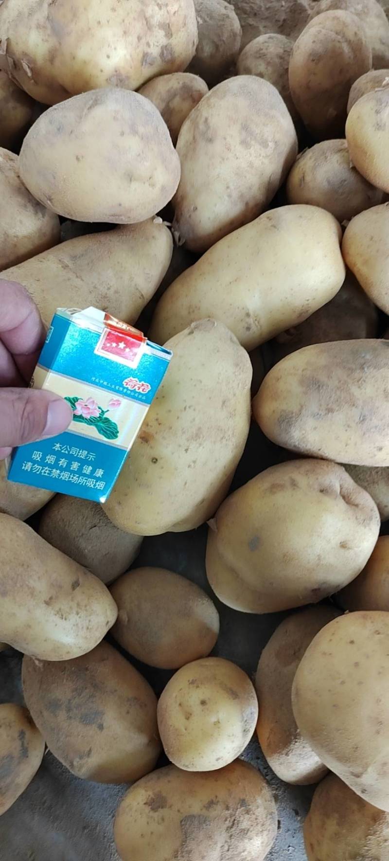 河南开封新土豆上市，通许土豆颜色好，对接商超市场批发