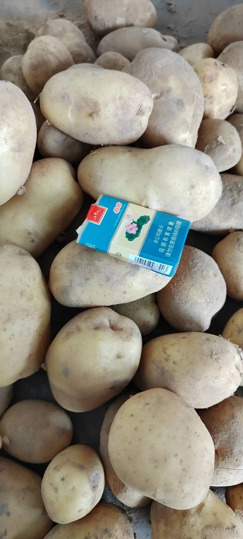 河南开封新土豆上市，通许土豆颜色好，对接商超市场批发