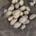 河南开封新土豆上市，通许土豆颜色好，对接商超市场批发