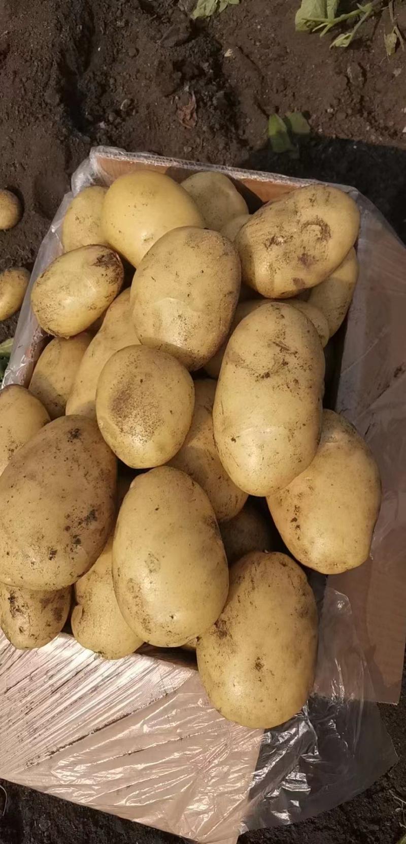 精品V7土豆希森荷兰十五土豆大量上市产地直供量大优惠