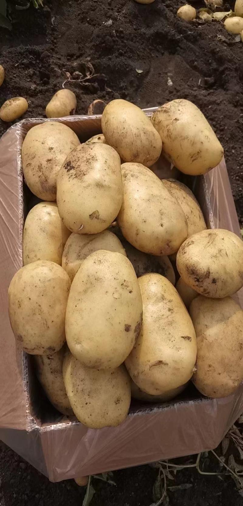 精品V7土豆希森荷兰十五土豆大量上市产地直供量大优惠