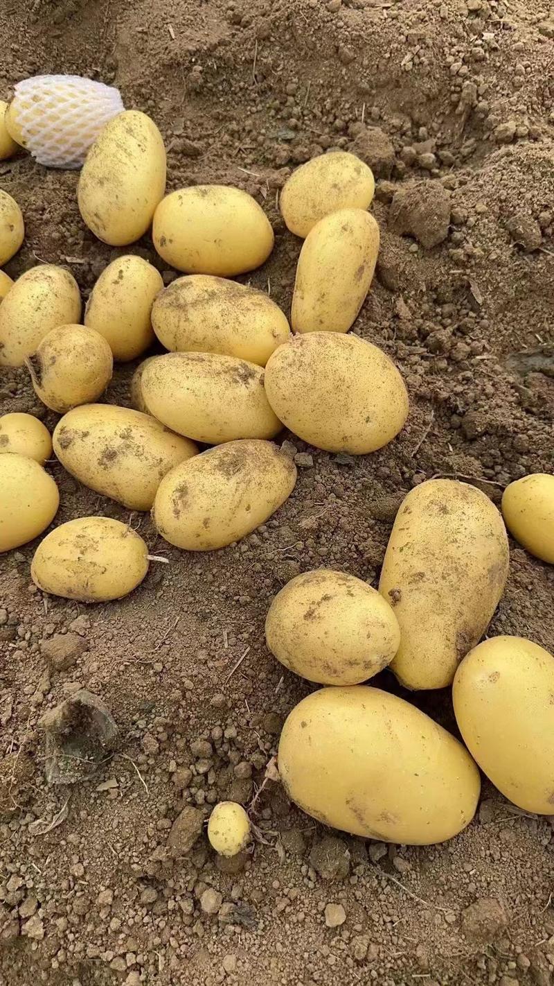 【实力】优质土豆V7土豆产地直发质量保证诚信经营