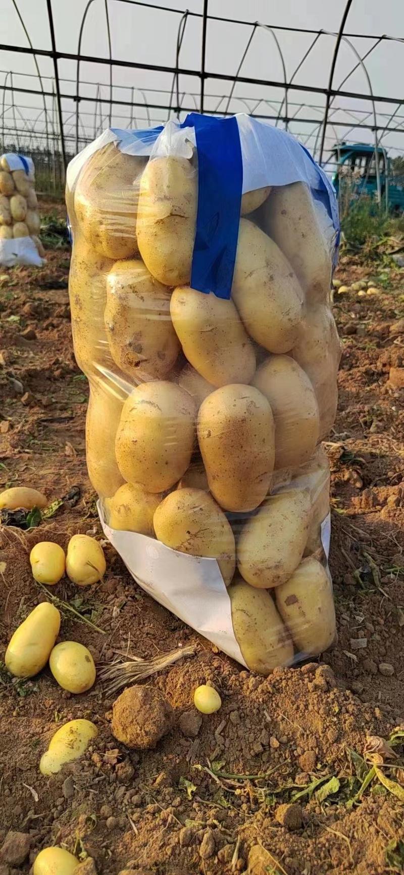 【实力】精品新土豆黄心土豆大量上市，质量保证。产地现