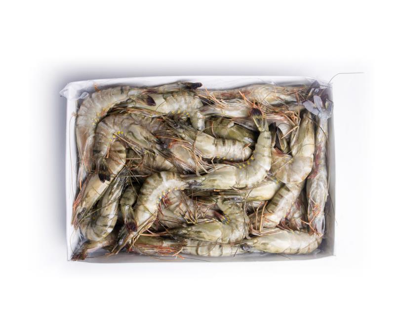 【黑虎虾】全年供应品质保证肉质饱满欢迎视频看货采购