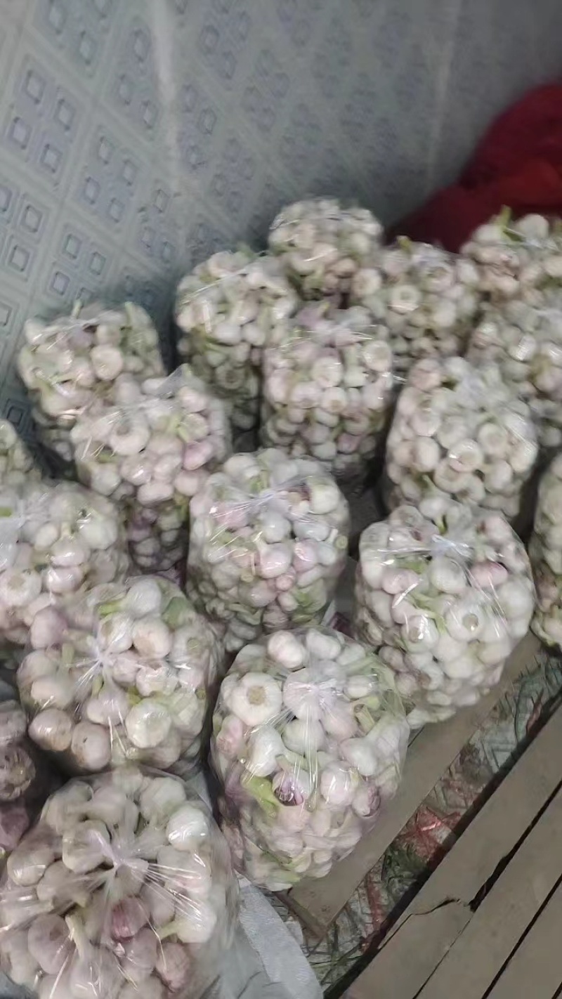 【大蒜】山东扒皮蒜鲜蒜紫皮蒜大量供应提供一条龙服务