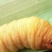 竹虫竹蛹