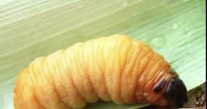 竹虫竹蛹
