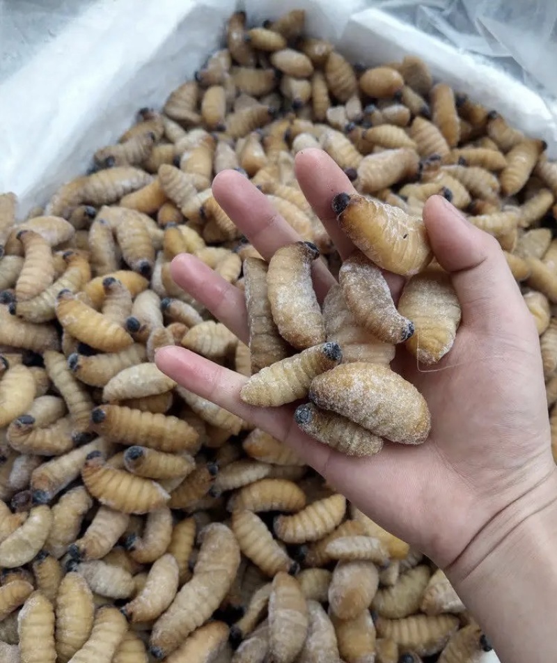 竹虫竹蛹