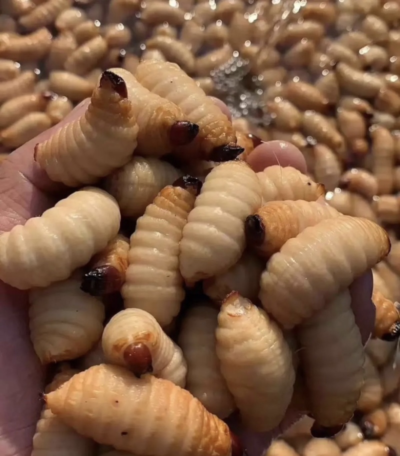 竹虫竹蛹