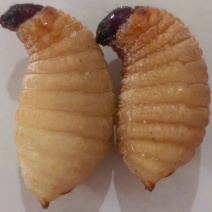 竹虫竹蛹