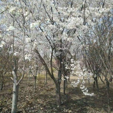 染井吉野樱花