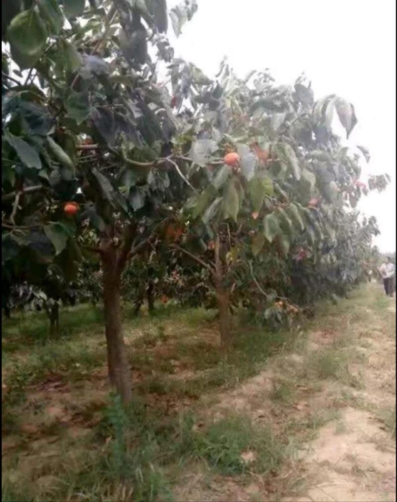 柿子树