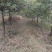 香樟树