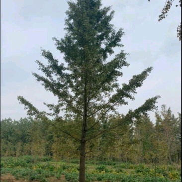 杏树