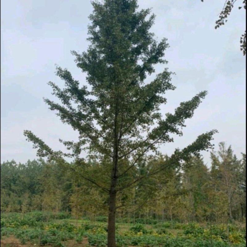 杏树