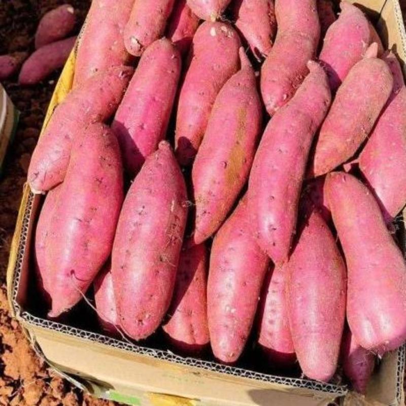 开封红薯精品西瓜红红薯大量上市货源充足价格便宜