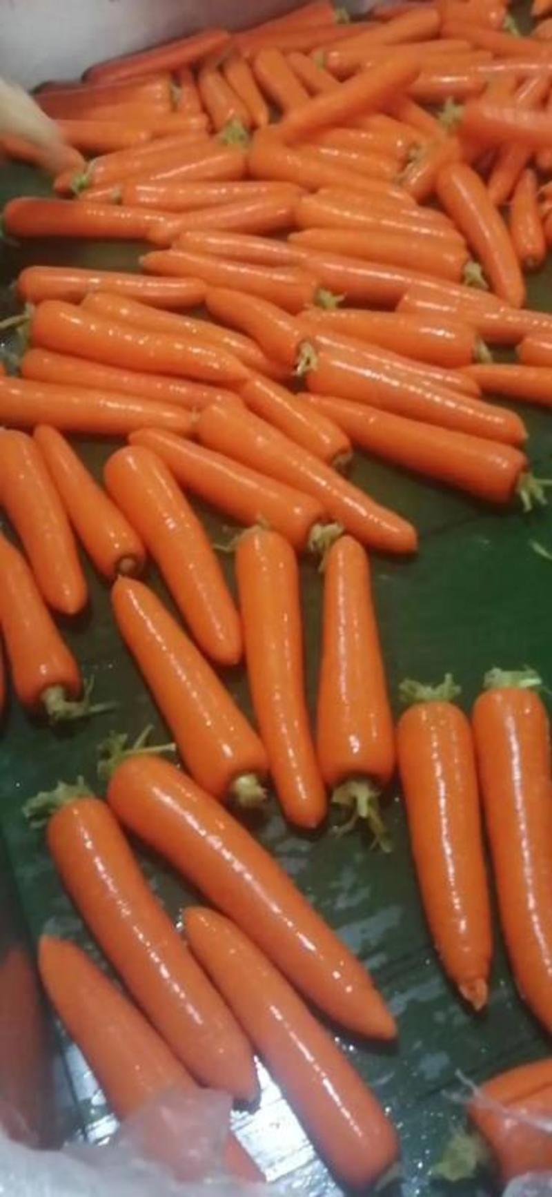 【优选】开封胡萝卜精品三红萝卜各种规格按需包装