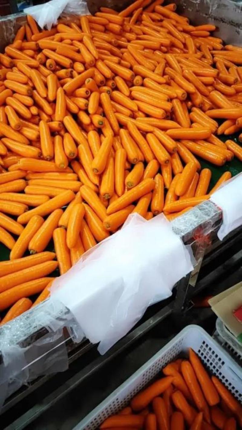 【优选】开封胡萝卜精品三红萝卜各种规格按需包装