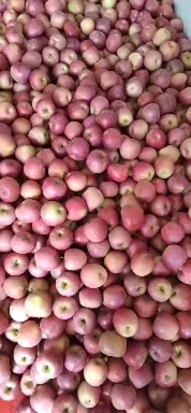 【推荐】丑苹果60-65香甜可口大量供应量大从优