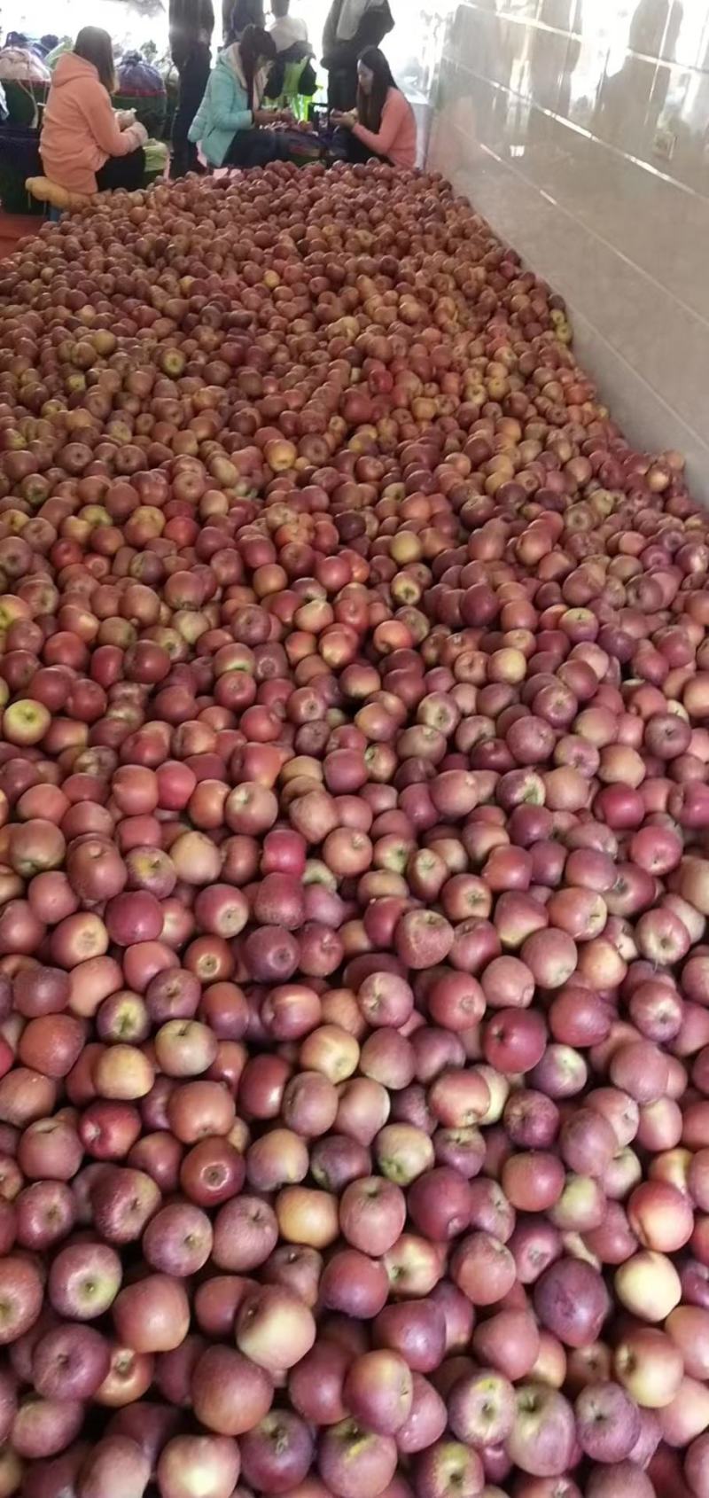 【推荐】丑苹果60-65香甜可口大量供应量大从优